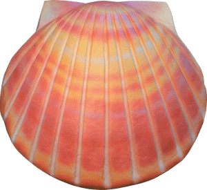 Shell Bio Urn (Options: Coral, Sand, Aqua)